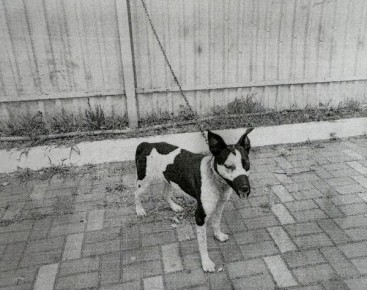 ������ ������� �������� ������ �� �������������