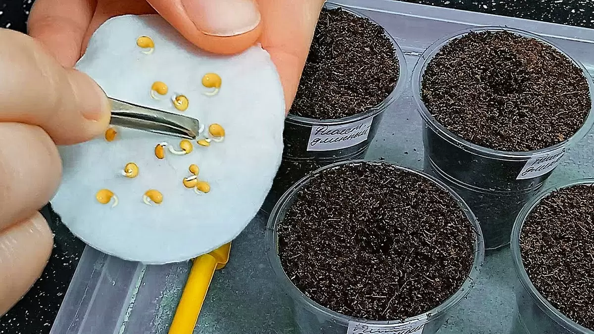 Секреты успешного проращивания семян: как гарантировать 98% всхожесть