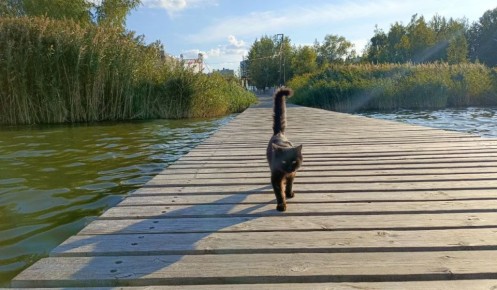 17 ������� �������� �������� ���������� �� ����� �� �������