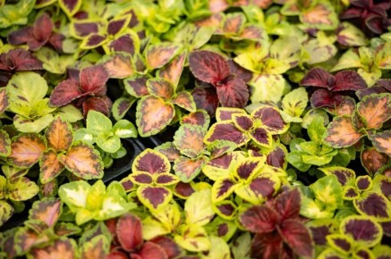 ������� ������ ��������� ��� ������ � ������������ ���������� ��-�� ��������