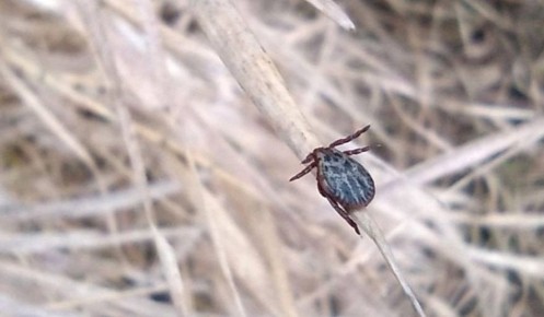 � ������� ������� � ������ ���� ���������� 32 ����� � ����������