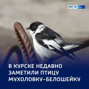 �������� ����������: ���������-��������� � � ������