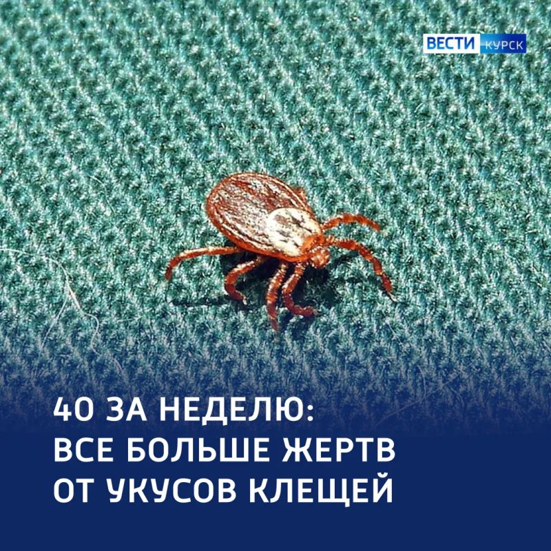 Сорок пострадавших за неделю: клещи продолжают атаковать
