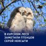 Птенцы серой неясыти — «выпускники» гнезда