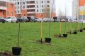 Куряне пожаловались на отсутствие полива яблоневой аллеи на проспекте Дериглазова