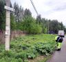 Служба озеленения ГКС провела работы на улице Ольховой
