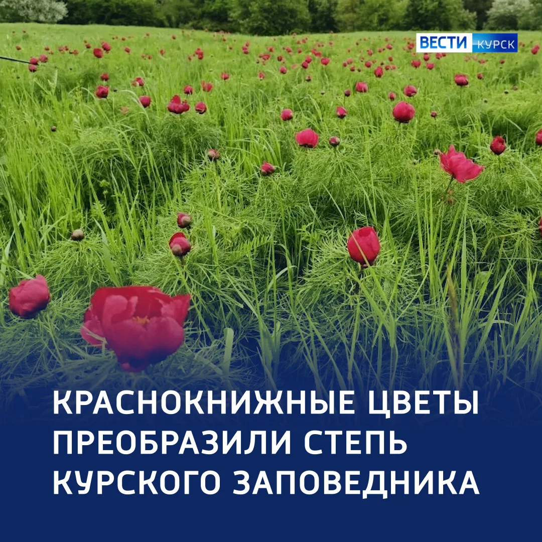 Как в сказке: аленький цветочек — в Курской области