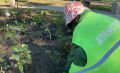 В Курске на городских клумбах высадили около 43 тыс.цветов