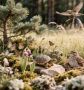 В обновлённую Красную книгу Курской области войдут 518 редких видов