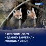 Лисята берут курс на взрослую жизнь