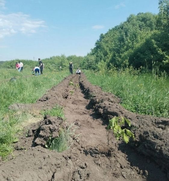 В Курске высадили 8 тысяч молодых дубов