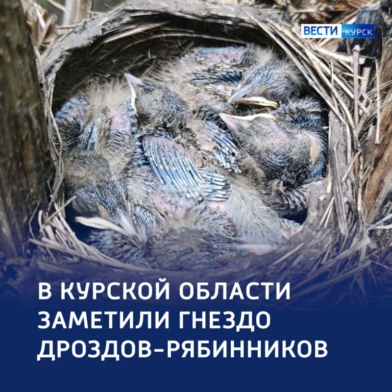 Уютное гнёздышко: в регионе заметили дроздов-рябинников