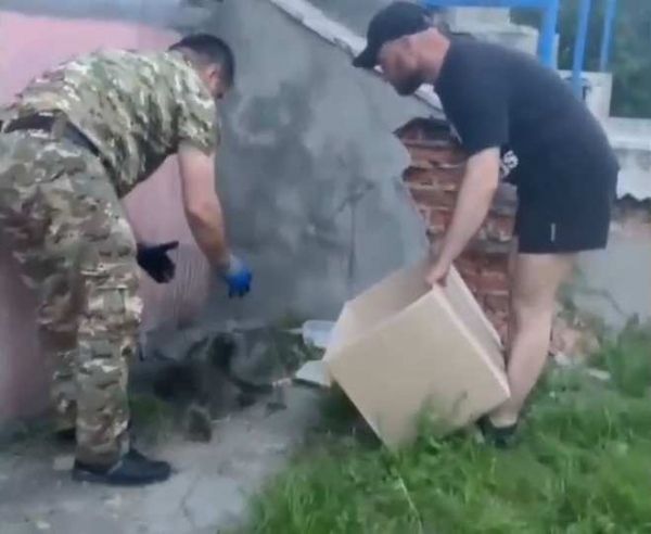 По улицам Курска бегал дикий енот
