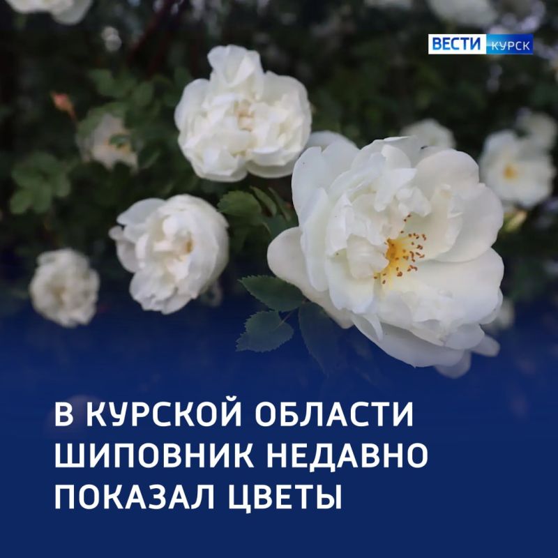 В Курской области зацвела «Спящая красавица»