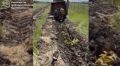 Вокруг полигона ТБО под Курском начали высаживать деревья
