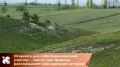 Дафна Юлии, или волчеягодник боровой – краснокнижное растение, которое произрастает только на участке Центрально-Черноземного государственного природного биосферного заповедника имени профессора В.В. Алехина в деревне...