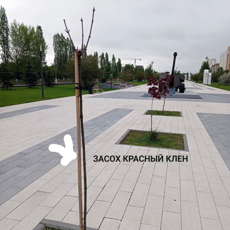 В парке «Патриот» Курска засохли высаженные в бетон клёны