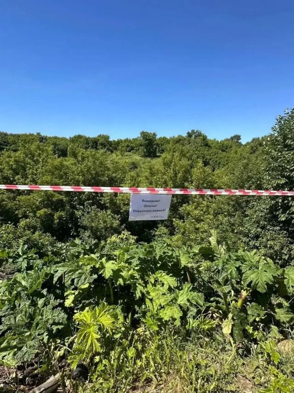 В Курске начали борьбу с опасным борщевиком Сосновского