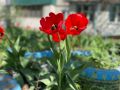 В Курчатове жителям бесплатно раздают рассаду цветов