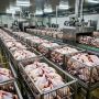 В продуктах курской птицефабрики нашли следы антибиотиков