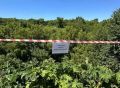 В Курске начали уничтожать опасный борщевик Сосновского