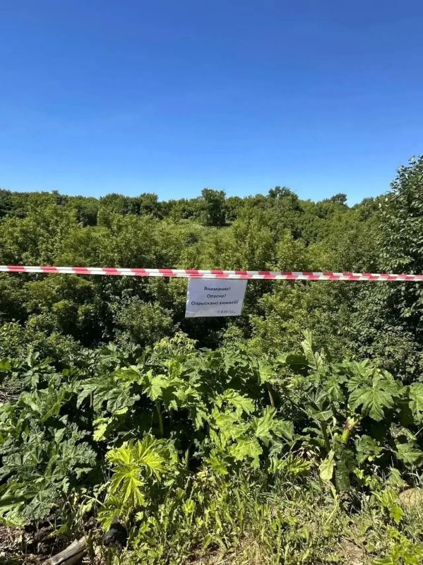 В Курске начался сезон борьбы с борщевиком Сосновского