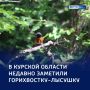 �����-����� �� ���-������: � ������� �������� ��������� �����������-�������