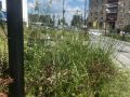 В Курске пересмотрят расценки на содержание парков и скверов