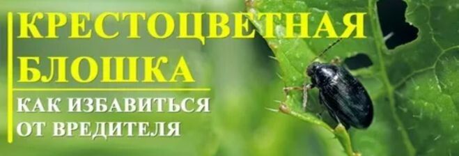 Маленькие, но голодные: как справиться с крестоцветной блошкой и защитить свой урожай