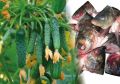 Рыбная уха - секрет здорового урожая огурцов