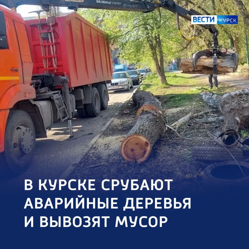 Безопасность дороже зелени: опасные кроны — долой