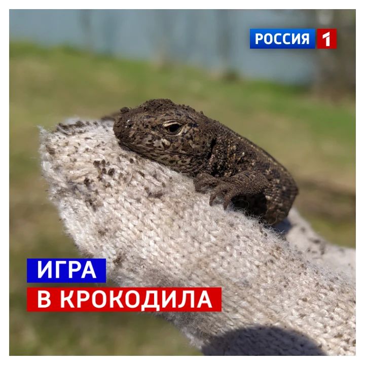 17 июня, среда. Сегодня Всемирный день крокодила