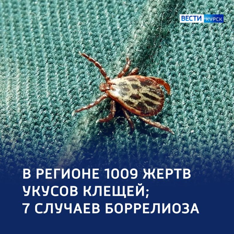 Клещи атакуют: тысяча жертв, плюс два случая боррелиоза