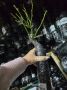 Саженцы роз: первые отзывы покупателей с Озона вдохновляют на весенний сезон