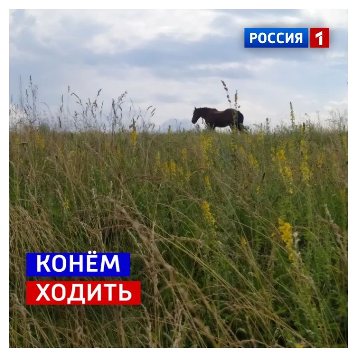 19 июня, пятница. Сегодня Международный день прогулки