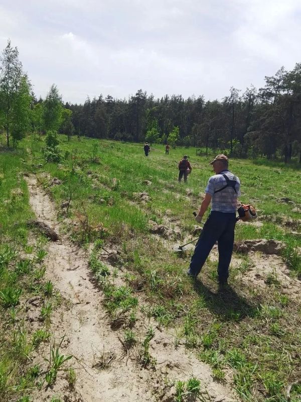 В Курской области завершилась техническая приемка лесных культур