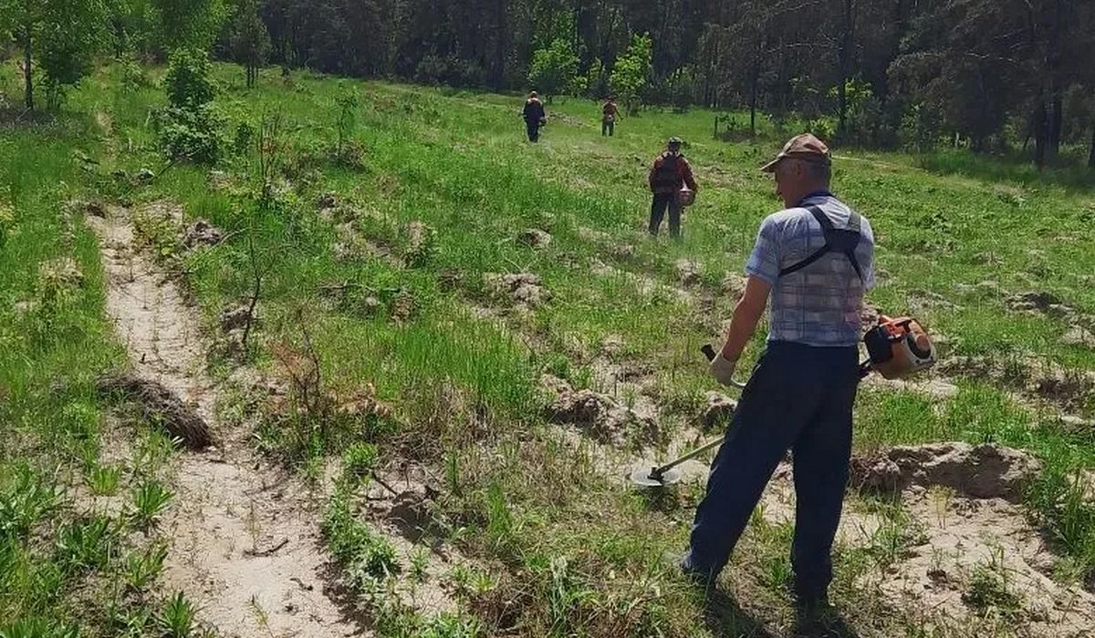 В Курской области оценили весенние посадки леса
