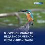 Пернатая молния: как живет и охотится зимородок