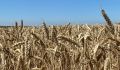 Экспорт продукции АПК Курской области вырос в 3 раза за пять лет