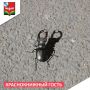 Удивительная встреча!. Один из наших подписчиков поделился фотографией редкого гостя — жукаоленя