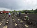 В лесном питомнике Советского района «Лесопожарный центр» сотрудники Министерства природных ресурсов Курской области высадили 2500 саженцев сирени