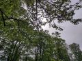В Курске снесли 783 аварийных деревьев