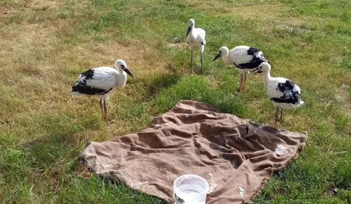 В Курской области жители спасли четверых аистят с водонапорной башни