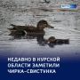 �������� ��������: � ������� ������� �������� �����-���������