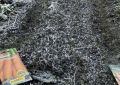 Секреты успешного посева моркови под зиму: советы и технологии