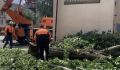 В Курске стихия повалила 16 деревьев, повредила автомобили, провода и забор