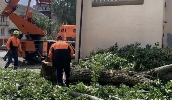В Курске стихия повалила 16 деревьев, повредила автомобили, провода и забор