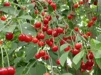 Распространенные болезни вишни и эффективные методы борьбы с ними