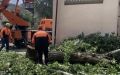 В Курске после ливня убрали 16 деревьев