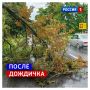 9 июля, четверг. В Курске снова дождливо